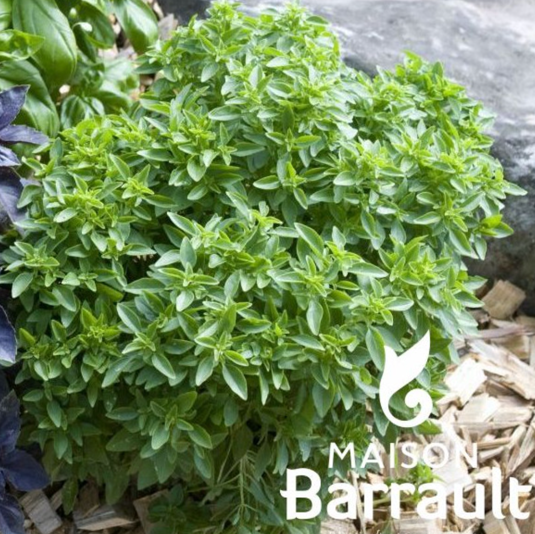 Basilic fin vert