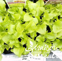 Feuille de chene verte Querido