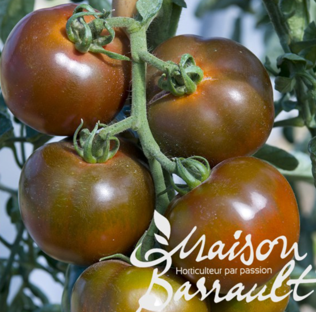 Tomate Noire de Crimée