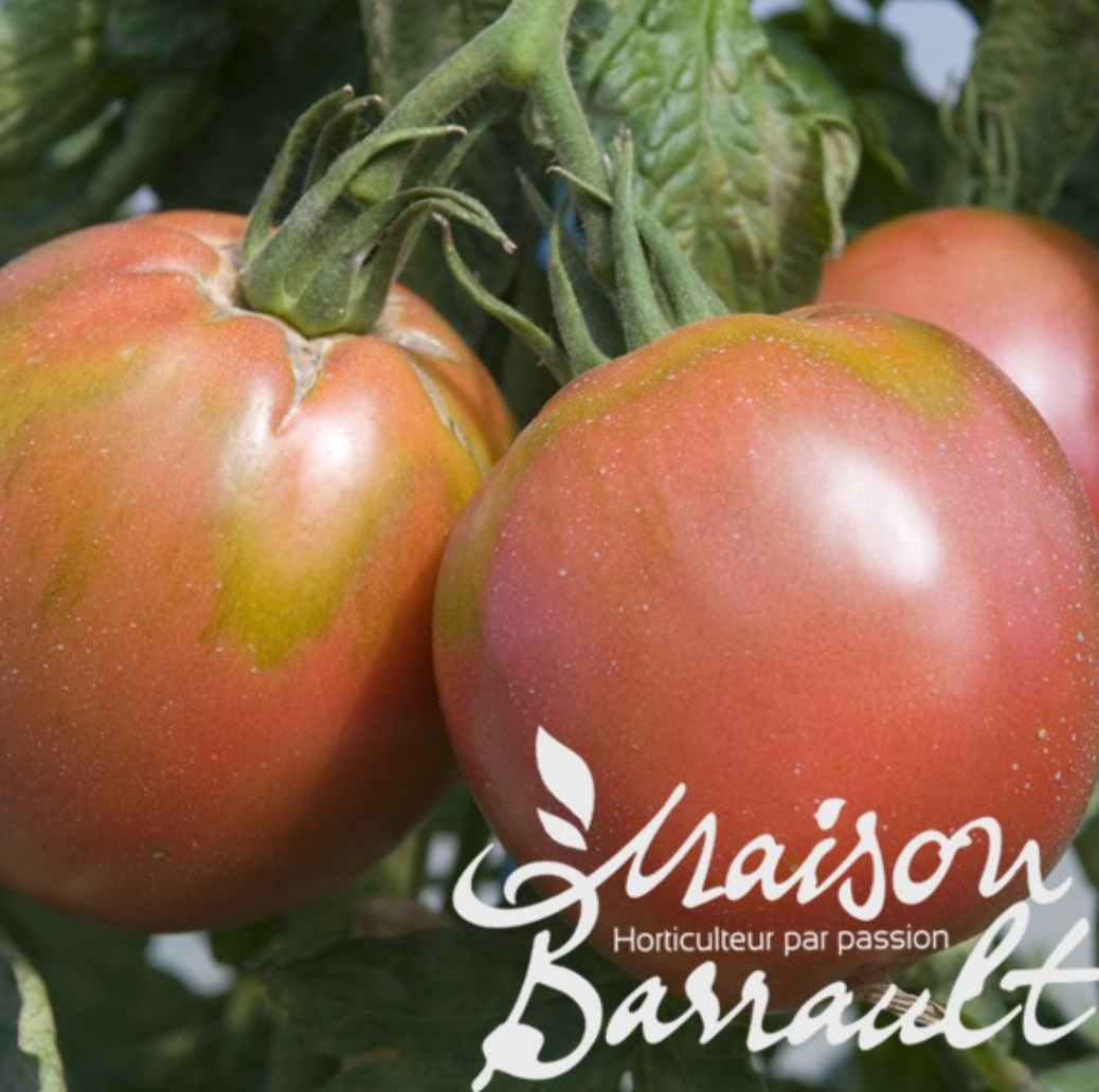 Tomate Rose de Berne