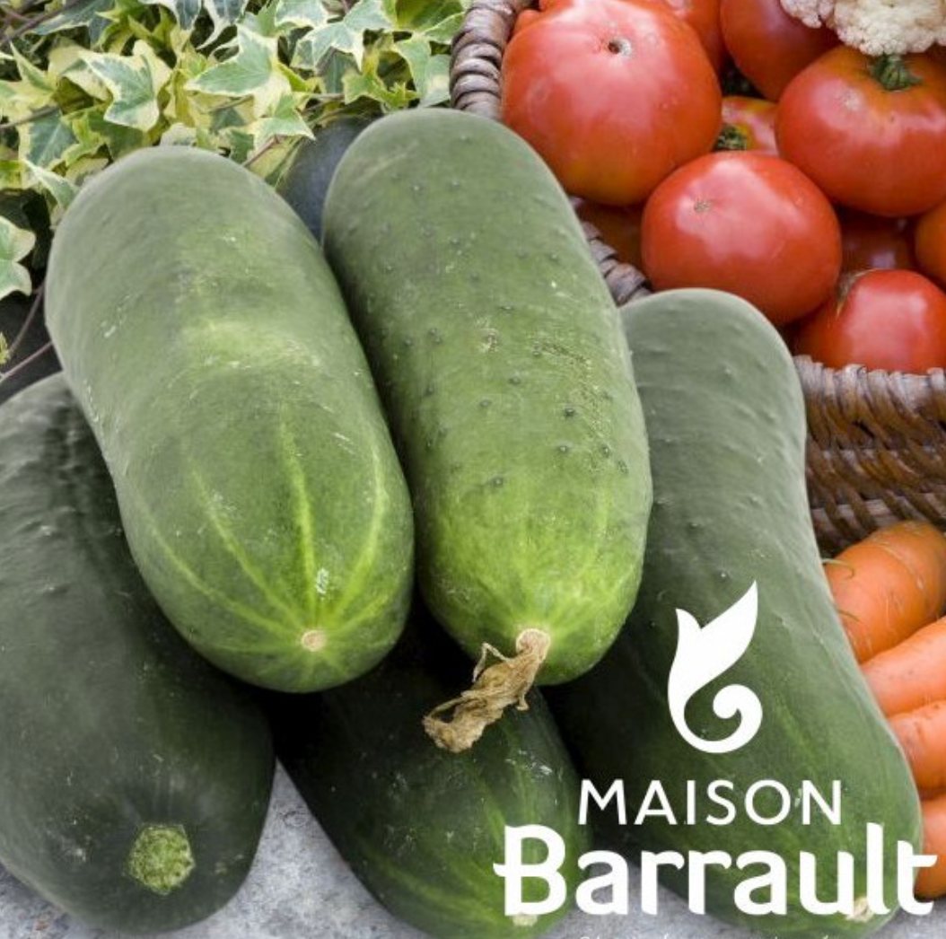 Concombre Pagira (Kenia)