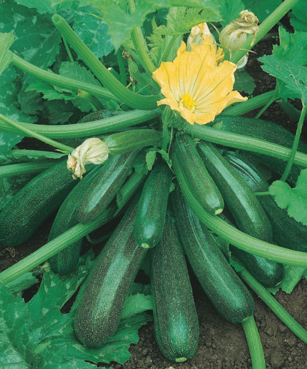 Courgette Diamant F1