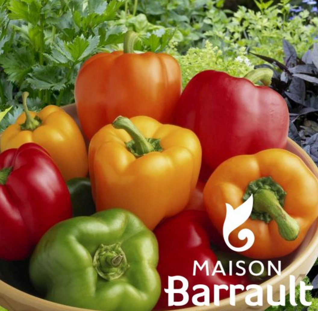 Poivron Lamuyo hybride F1