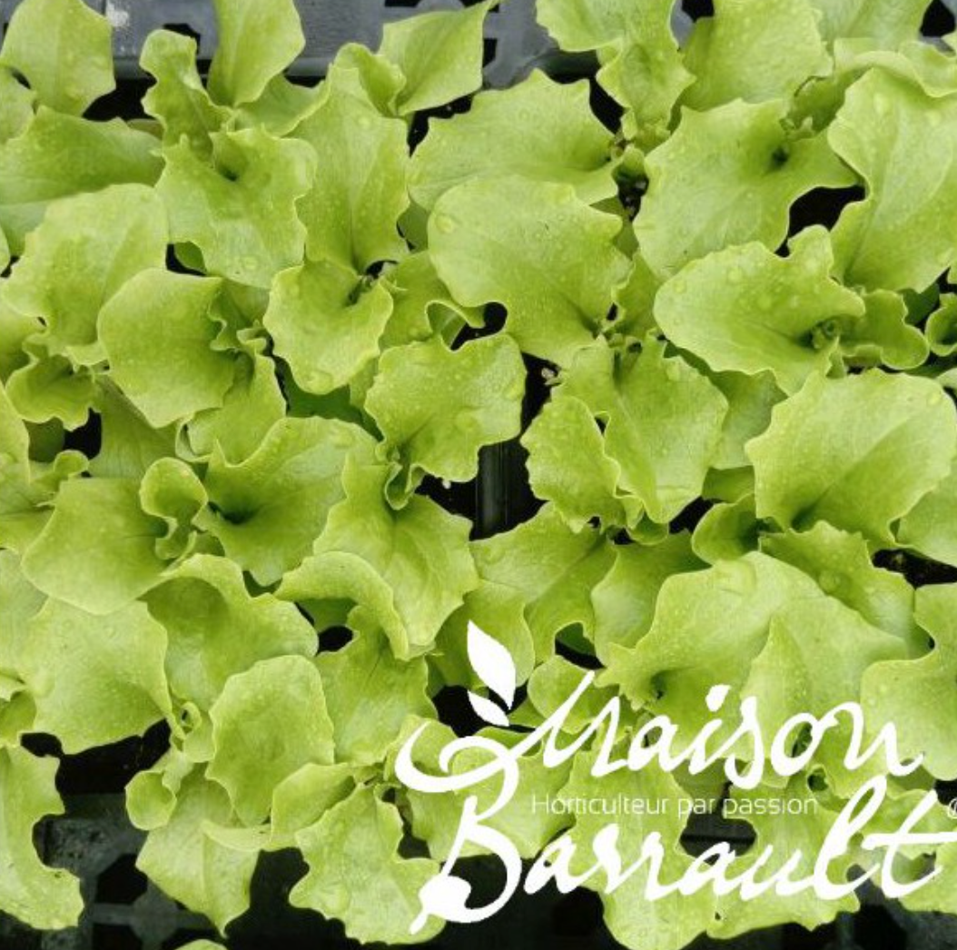 Batavia blonde matinale