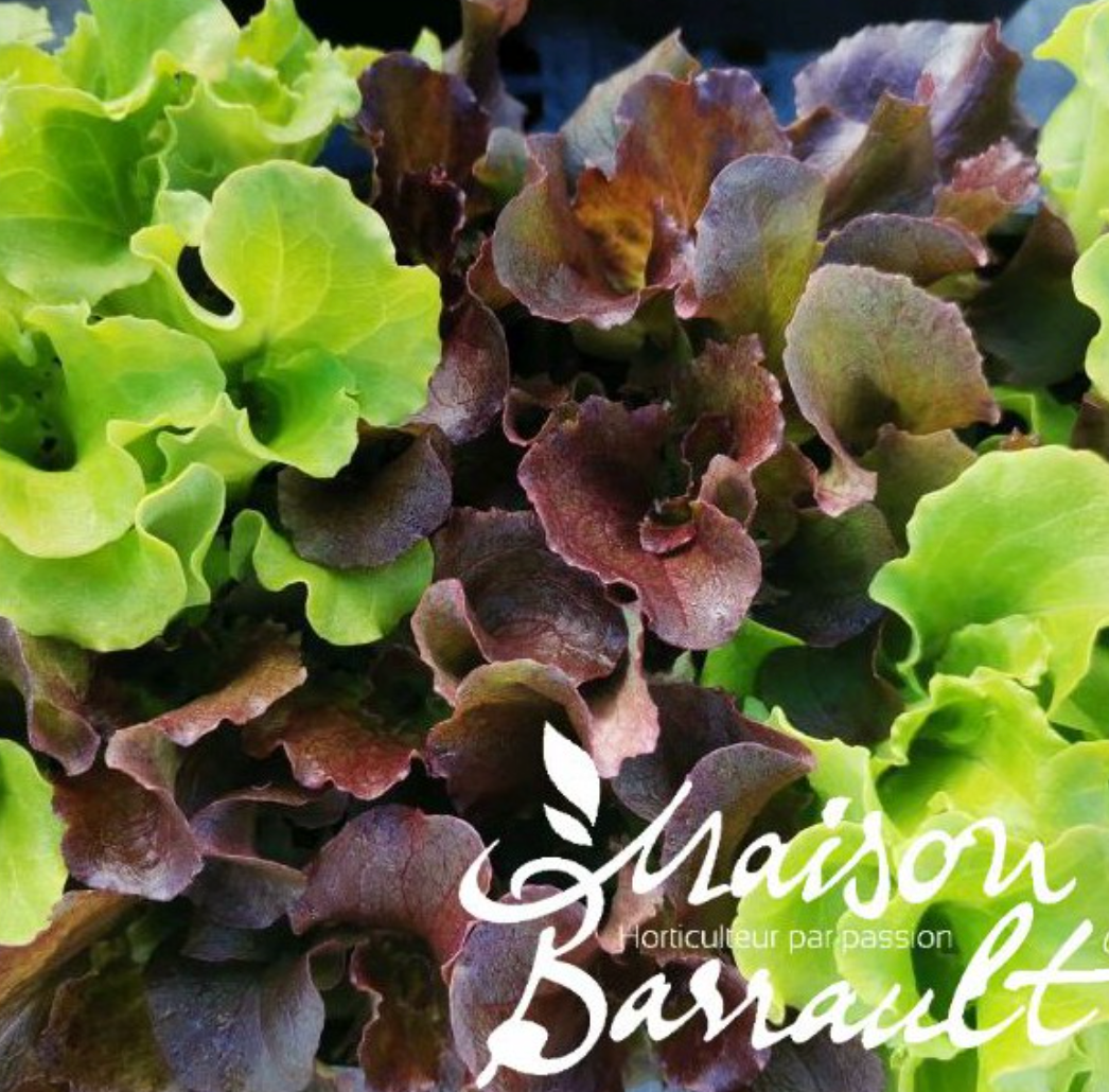 Duo f de chene rouge Grenadine + verte Querid