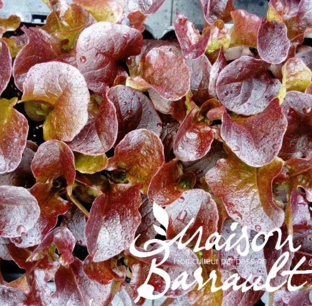 Feuille de chene rouge Grenadine