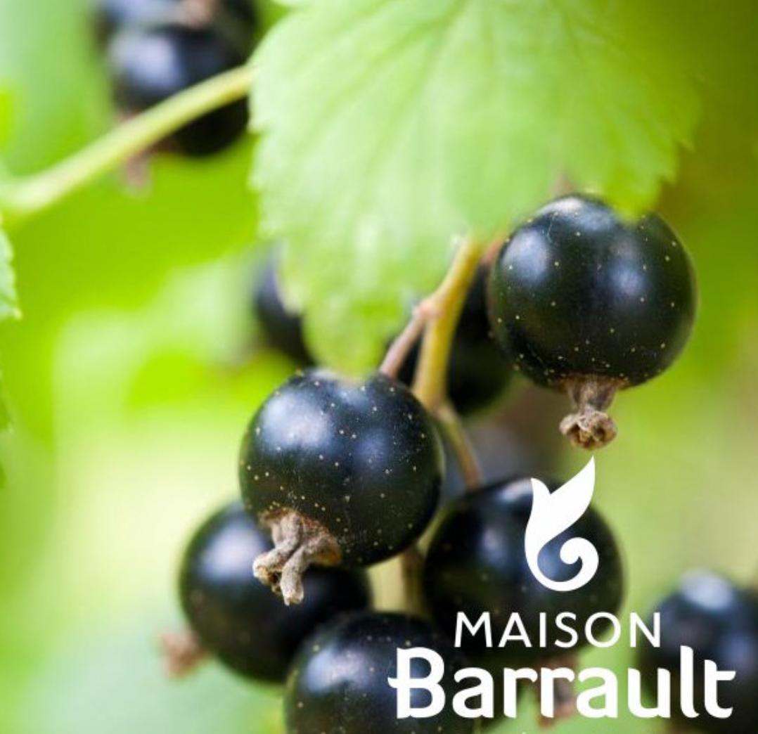 Cassissier Noir de Bourgogne