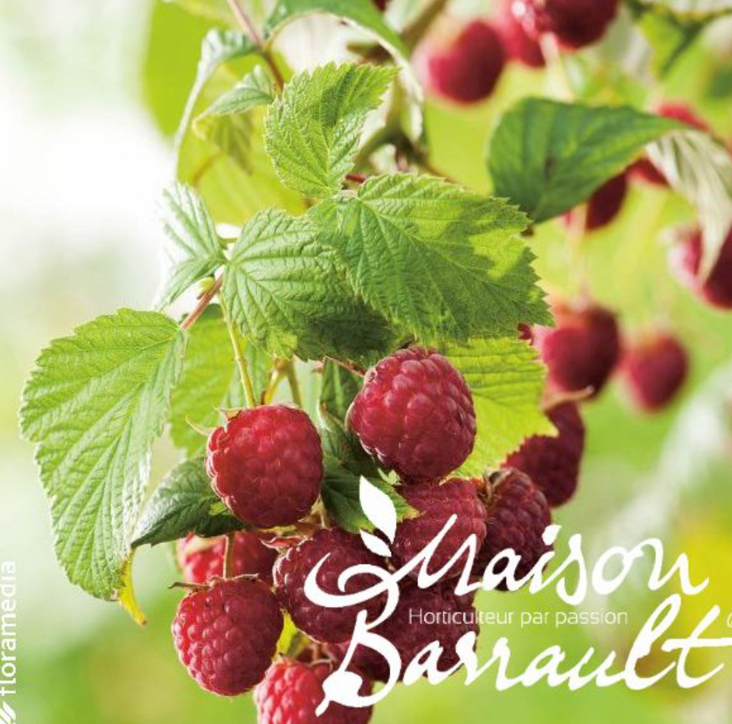 Framboisier Heritage