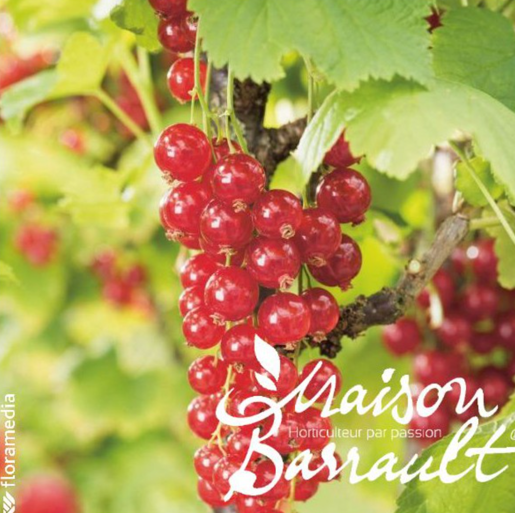 Groseillier London Market