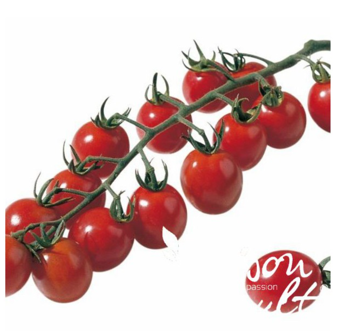 Tomate cerise Apero F1