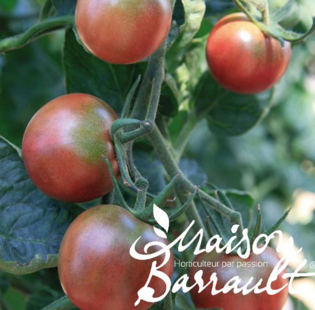 Tomate cerise Black Cherry