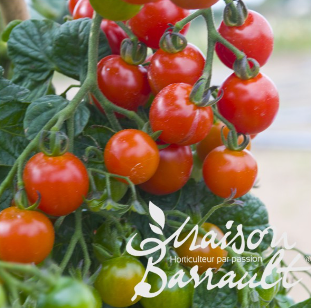 Tomate cerise sweet 100