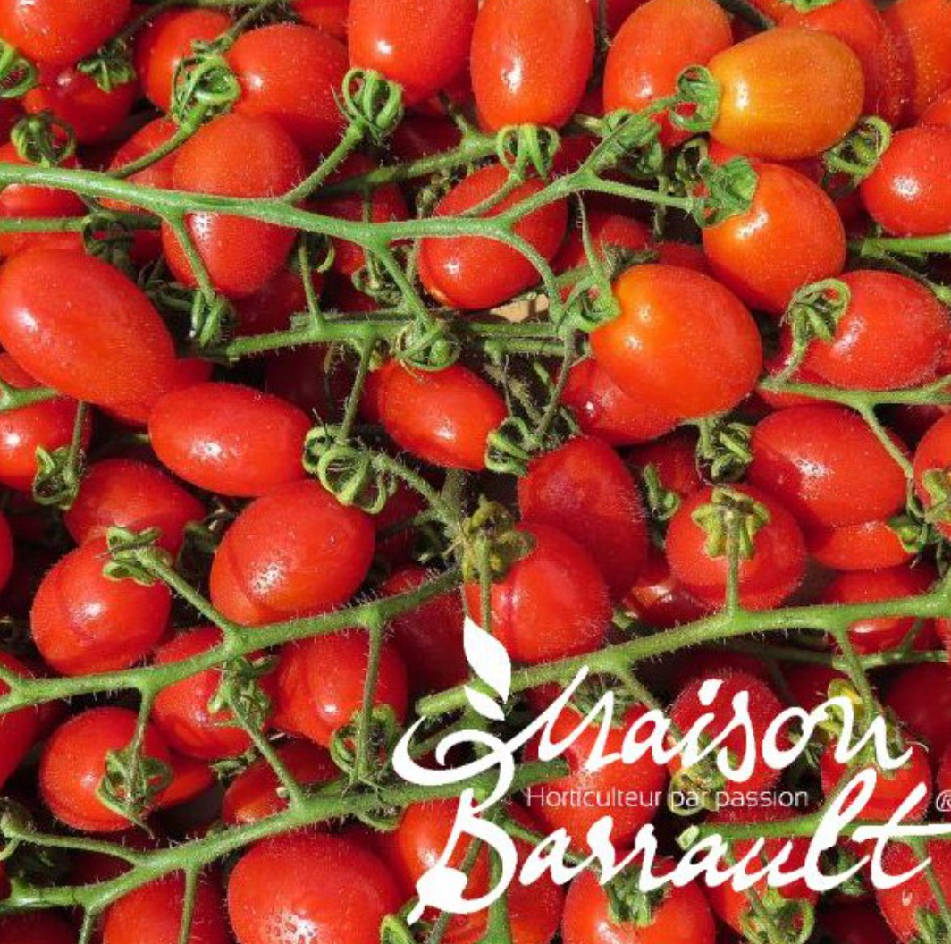 Tomate cerise Tutti Frutti F1