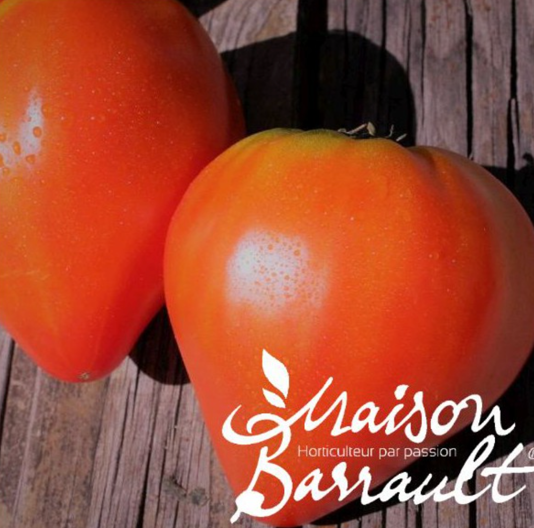 Tomate cœur de bœuf