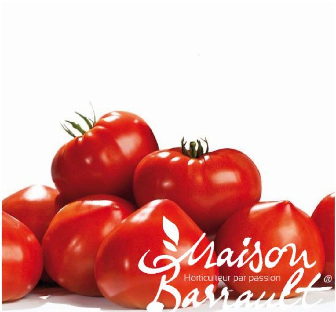 Tomate Gourmandia