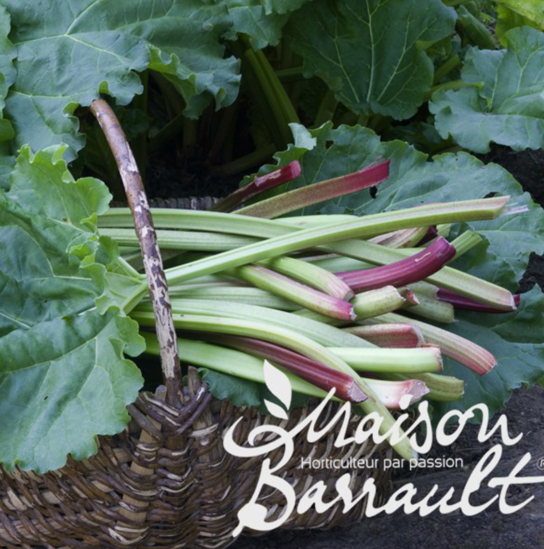 Rhubarbe