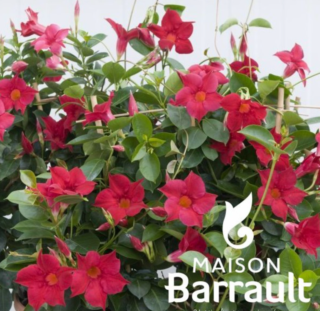 Dipladenia rio Rouge