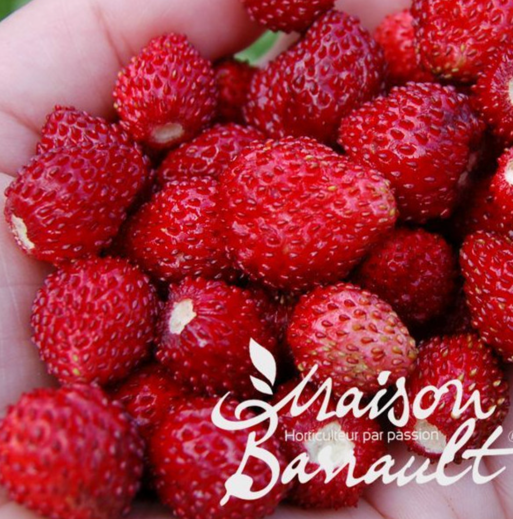 Fraisier Mara des bois