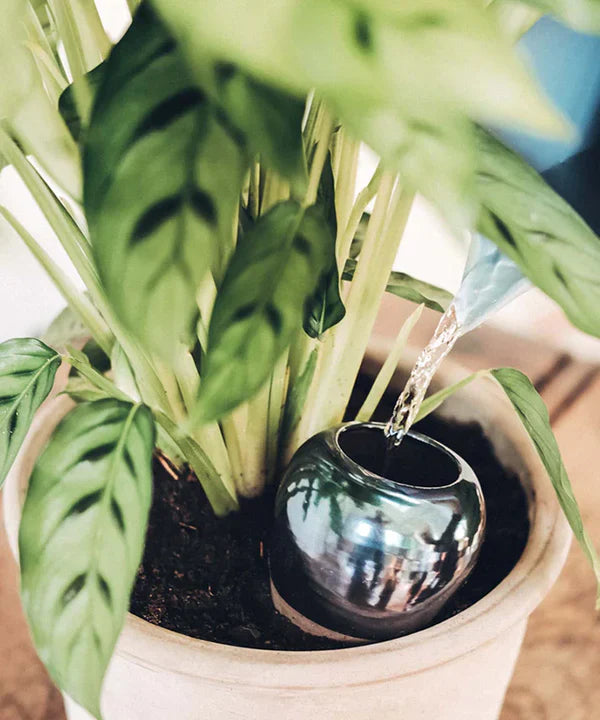 Olla aka OYA est la solution qui vous permet d'arroser vos plantes en toute tranquillité. Une solution parfaite pour un arrosage autonome.