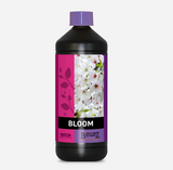 B’cuzz Bloom