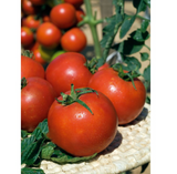Tomate Pyros