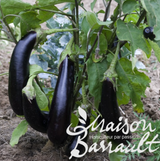 Aubergine Baluroi