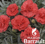 Dianthus plumarius