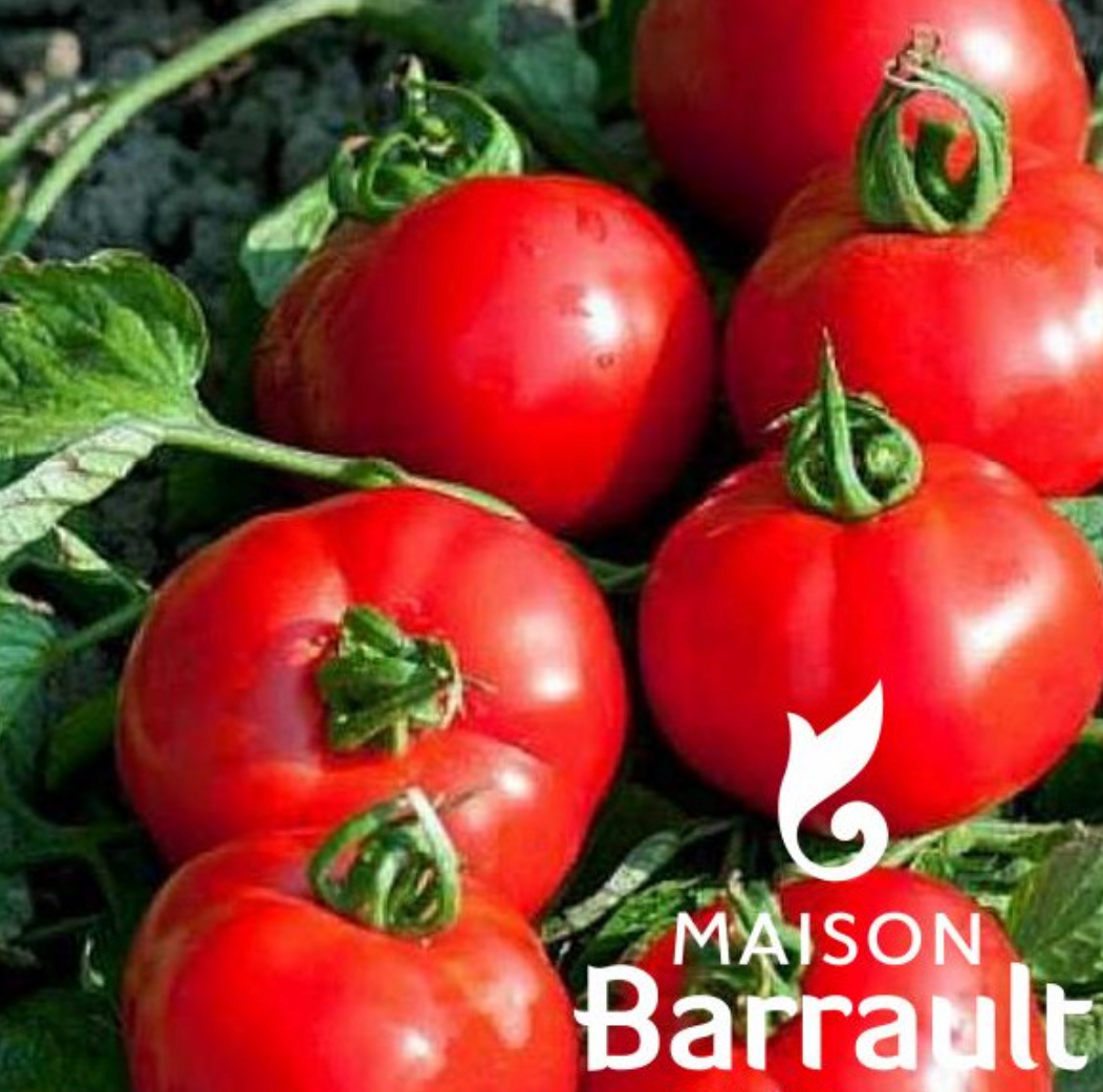 Tomate Fournaise